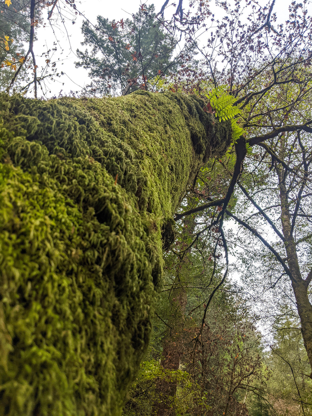 My Brain is a Mossy Green Forest - 36-48" Original Painting